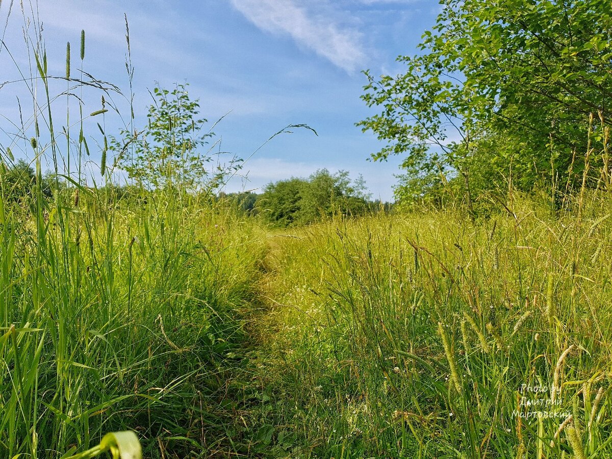 жаркое июльское солнце щедро поливавшее. природа рассвет. пейзаж с закатом солнца. солнечный зной. рассвет на лугу.