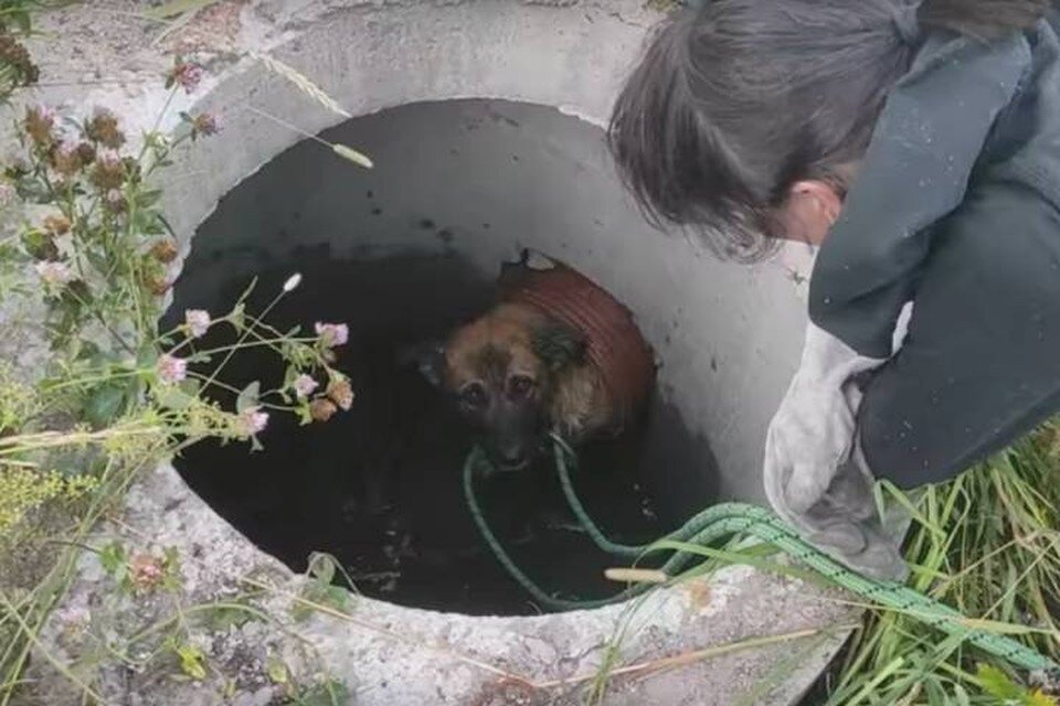     Застрявшую в трубе в люке собаку спасли в Ленобласти  принтскрин видео.