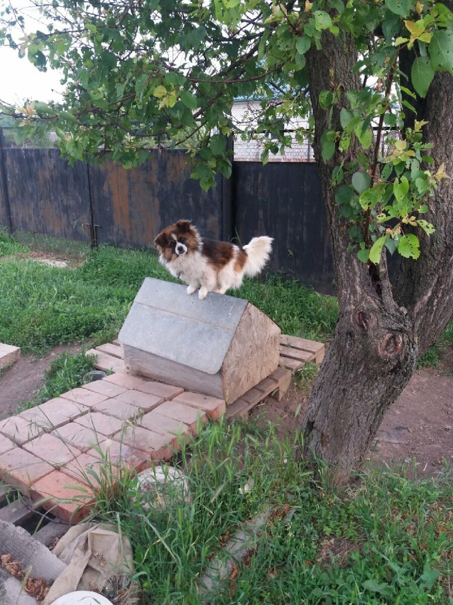 Это старое фото, но оно мне очень нравится. Тузик в Крыловской.