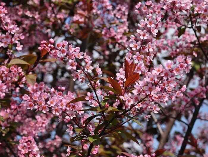 Цветы Черёмухи краснолистной.