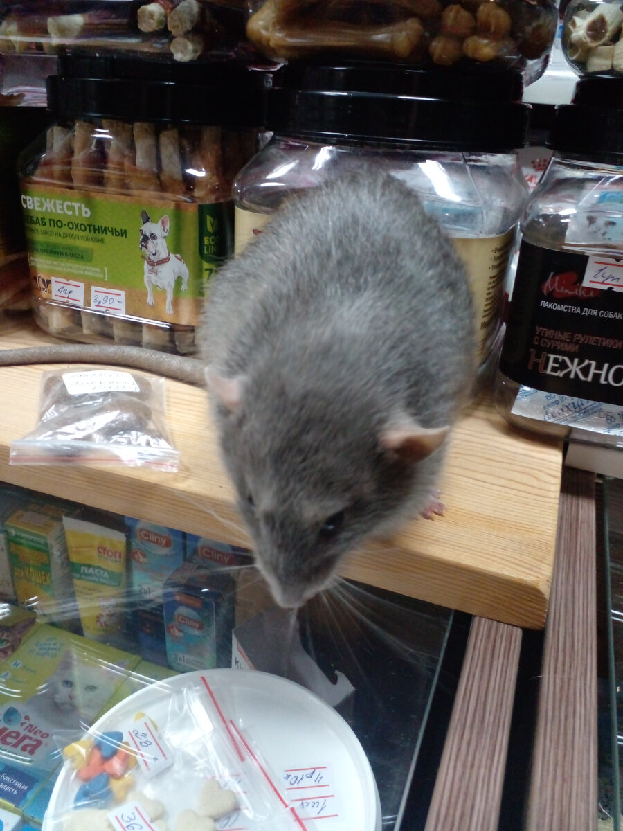 В зоомагазине. Фото автора. 