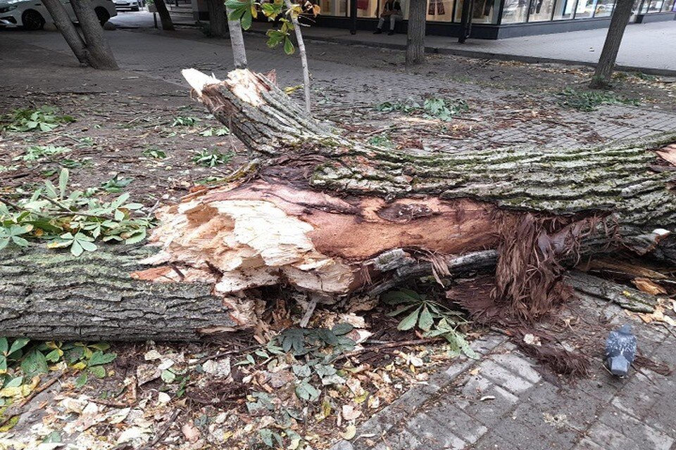     Ствол на вид «весит около 200 кг» Ангелина СКИБА