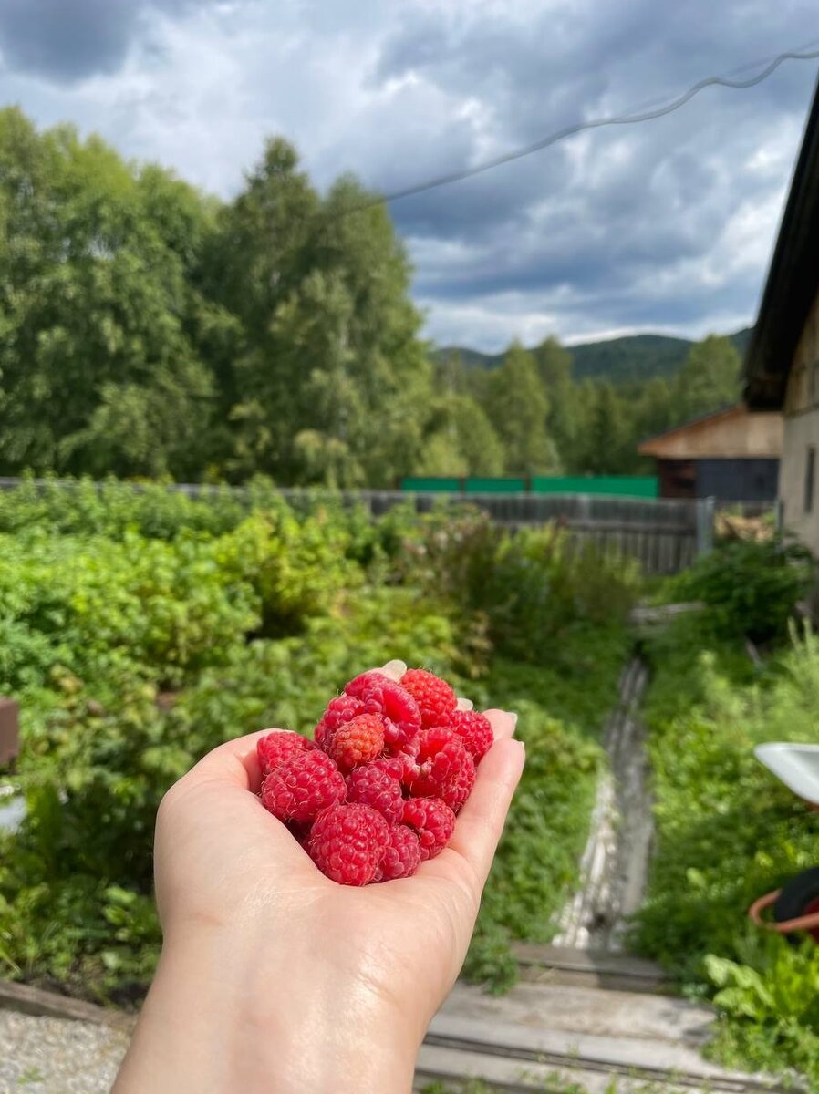Таежная малина 