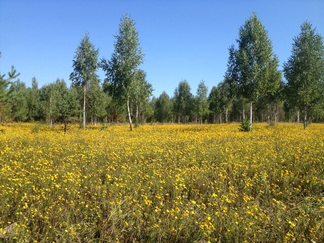 МЕСТА У НАС КРАСИВЫЕ