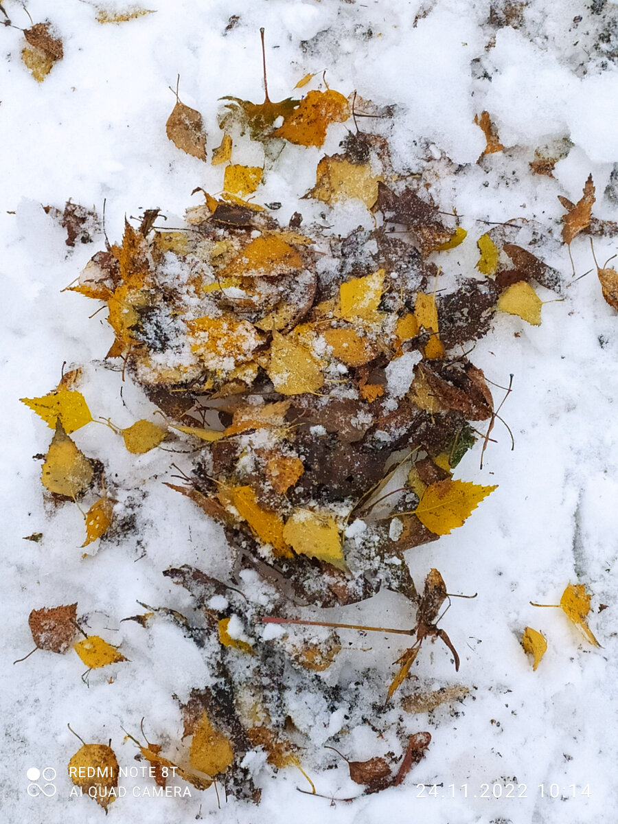 Осенние листья на зимнем снегу. Фото автора.