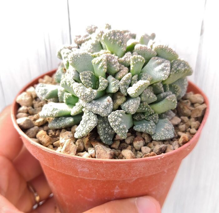 РЎСѓРєРєСѓР»РµРЅС‚ Titanopsis