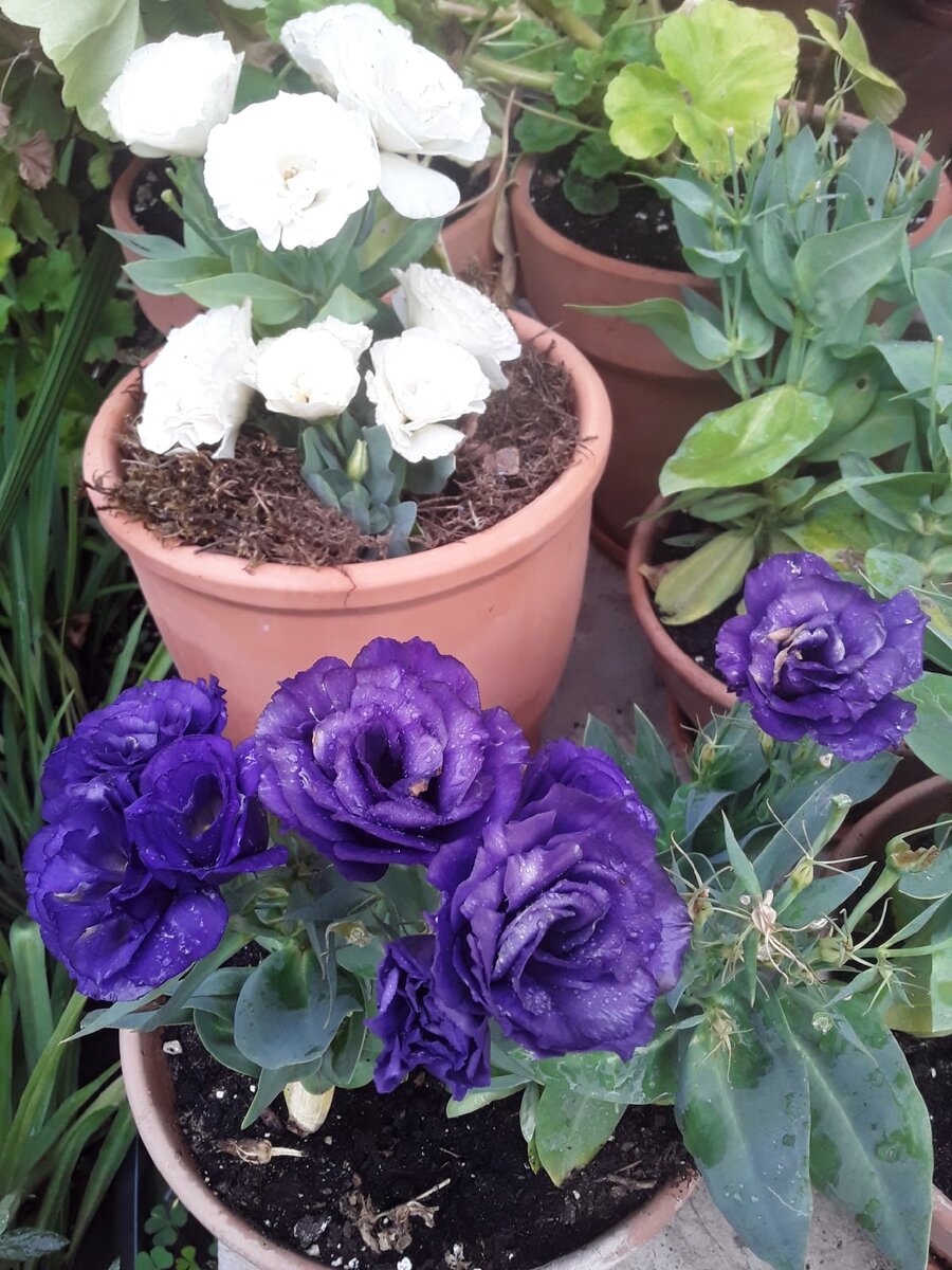 Отцветшие цветки я обрываю, а бутоны хоть и появляются, но желтеют на жаре не распустившись