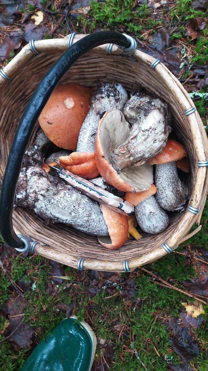 Честно говоря не люблю лопухи, но взяла