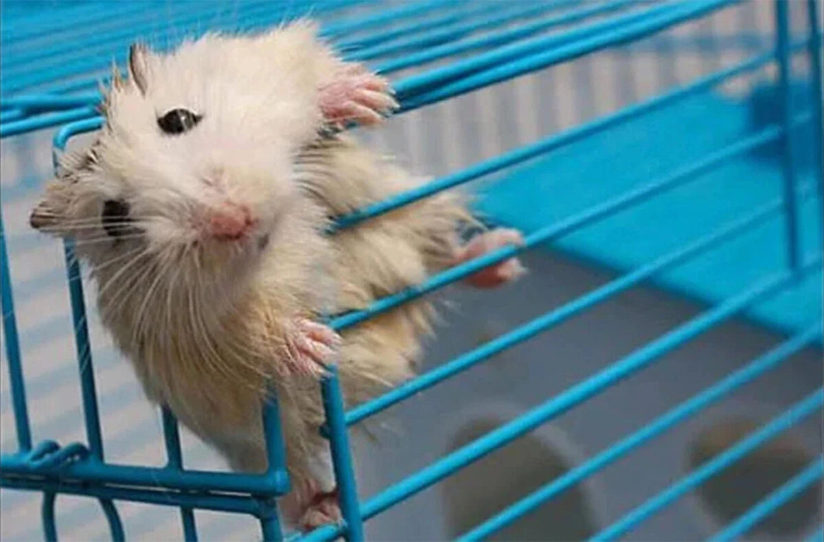 Hamster что делать. Клетка для хомяка Роборовского. Хомяк сбежал из клетки. Хомячок сбежал. Хомяк из клетки.