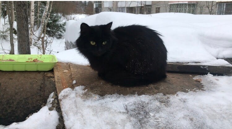 Домашний котёнок, подброшенный  на теплотрассу, превратился в недоверчивую кошку