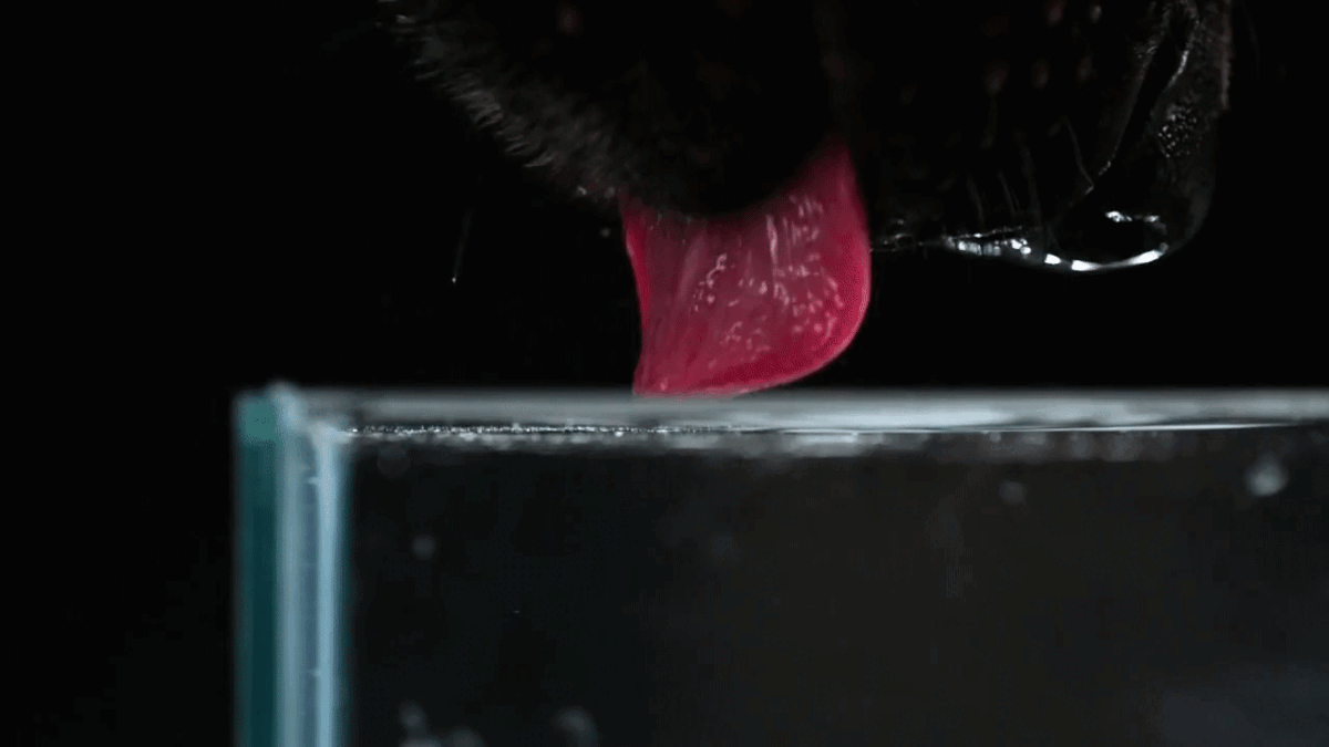 А что? И попил, и полы помыл!