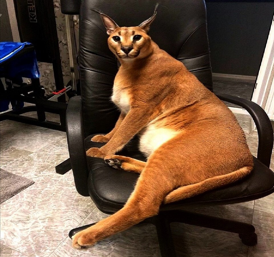 Да, очень удобное кресло