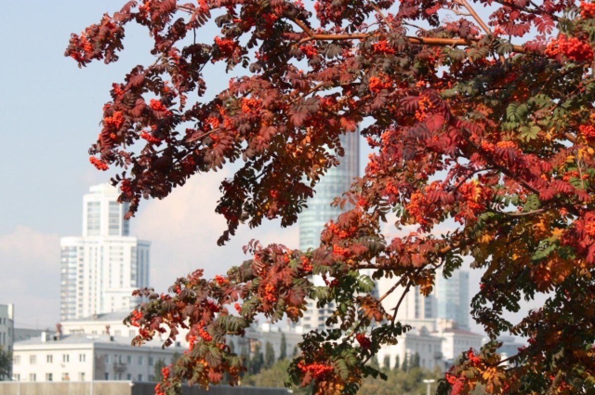    Акция «Щедрая пора» сэкономит до 25% при страховании жилья в «Росгосстрахе»