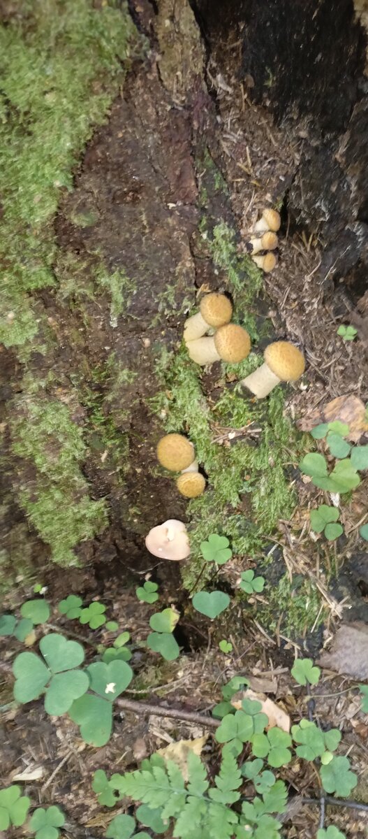 Маленькая семейка из опят