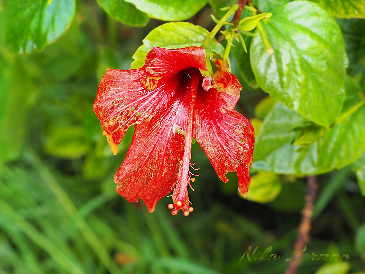 Hibiscus calyphyllus