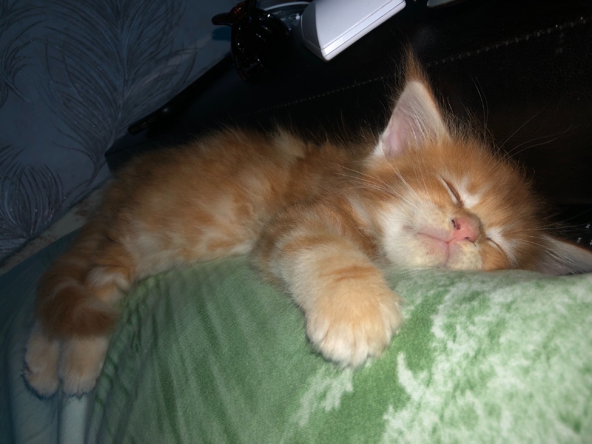 Полтора месяца