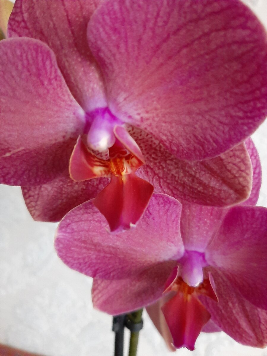 Одна из самых излюбленных растений в современной квартире - это конечно орхидея. Трудно встретить человека равнодушного к их красоте. Сейчас их можно купить в любом супермаркете. Цены весьма разнообразны. Пройти мимо и удержаться, чтобы не купить новую, просто не получается. 