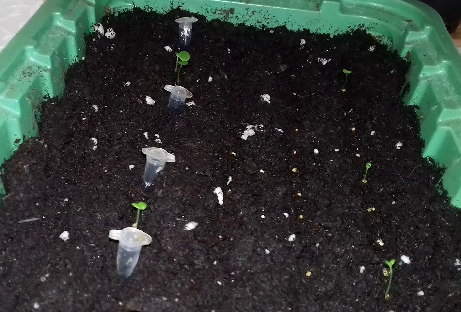 не всхожесть семян