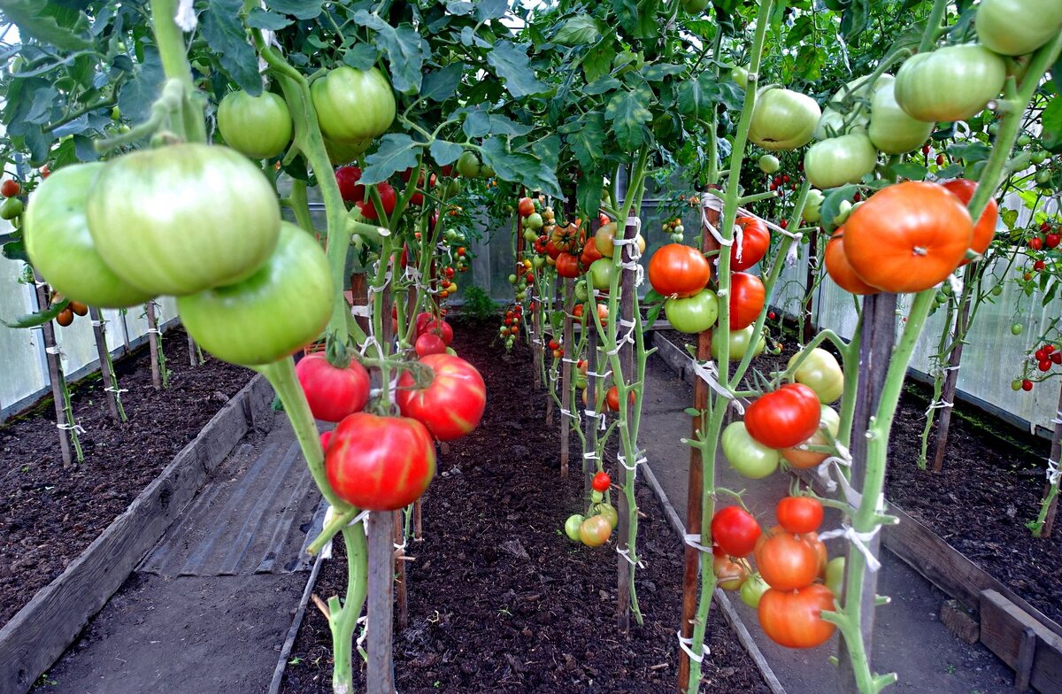 Урожай моих томатов, выращенных обычным способом