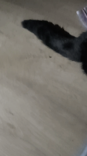 Власик-хвостик