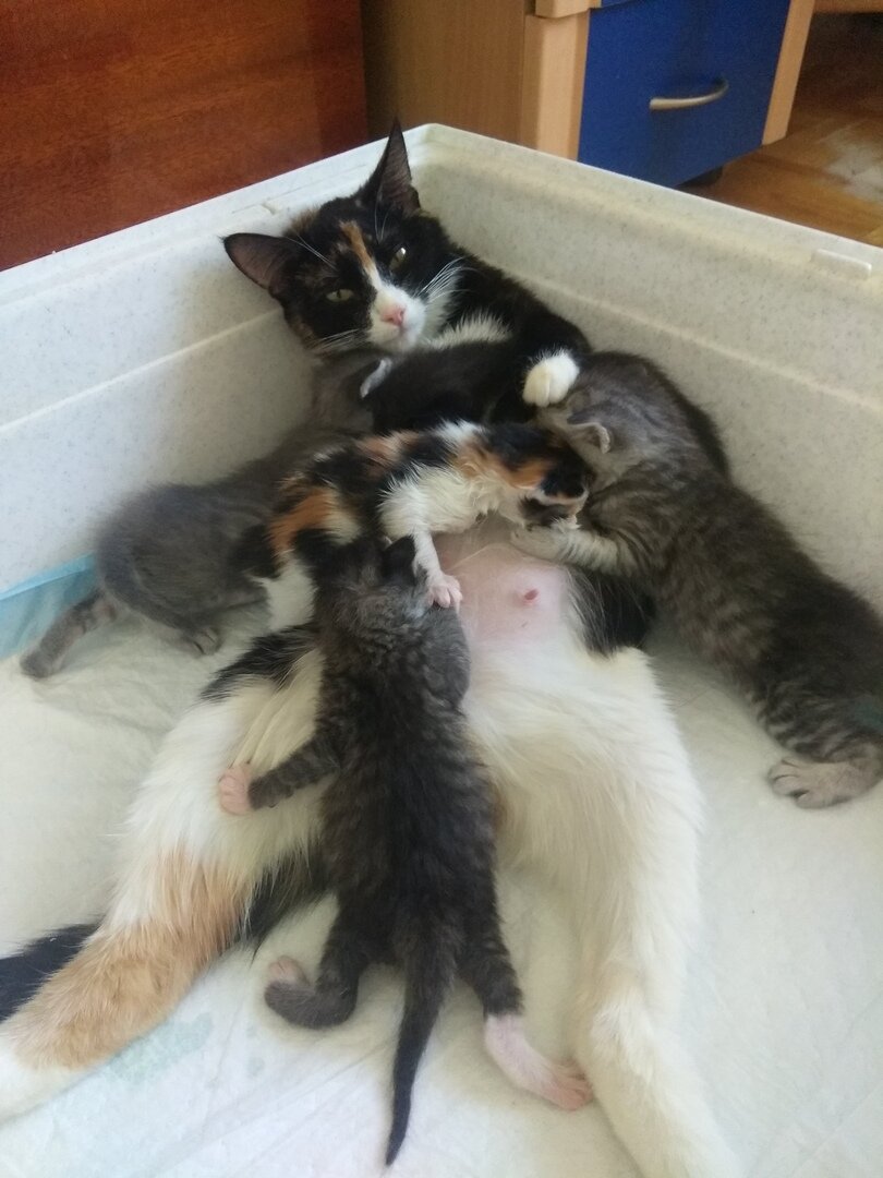 Будни многодетной мамахи