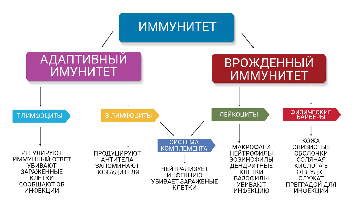 Структура и функции иммунной системы. Собственная иллюстрация. 