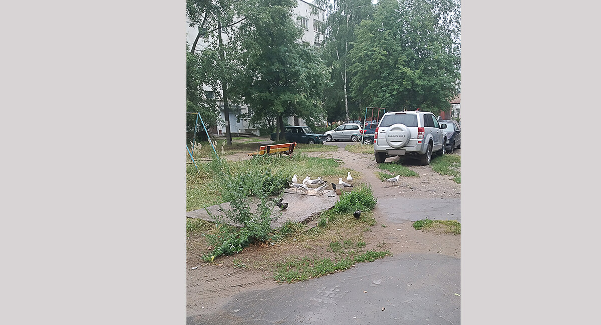 На улицах можно увидеть множество чаек