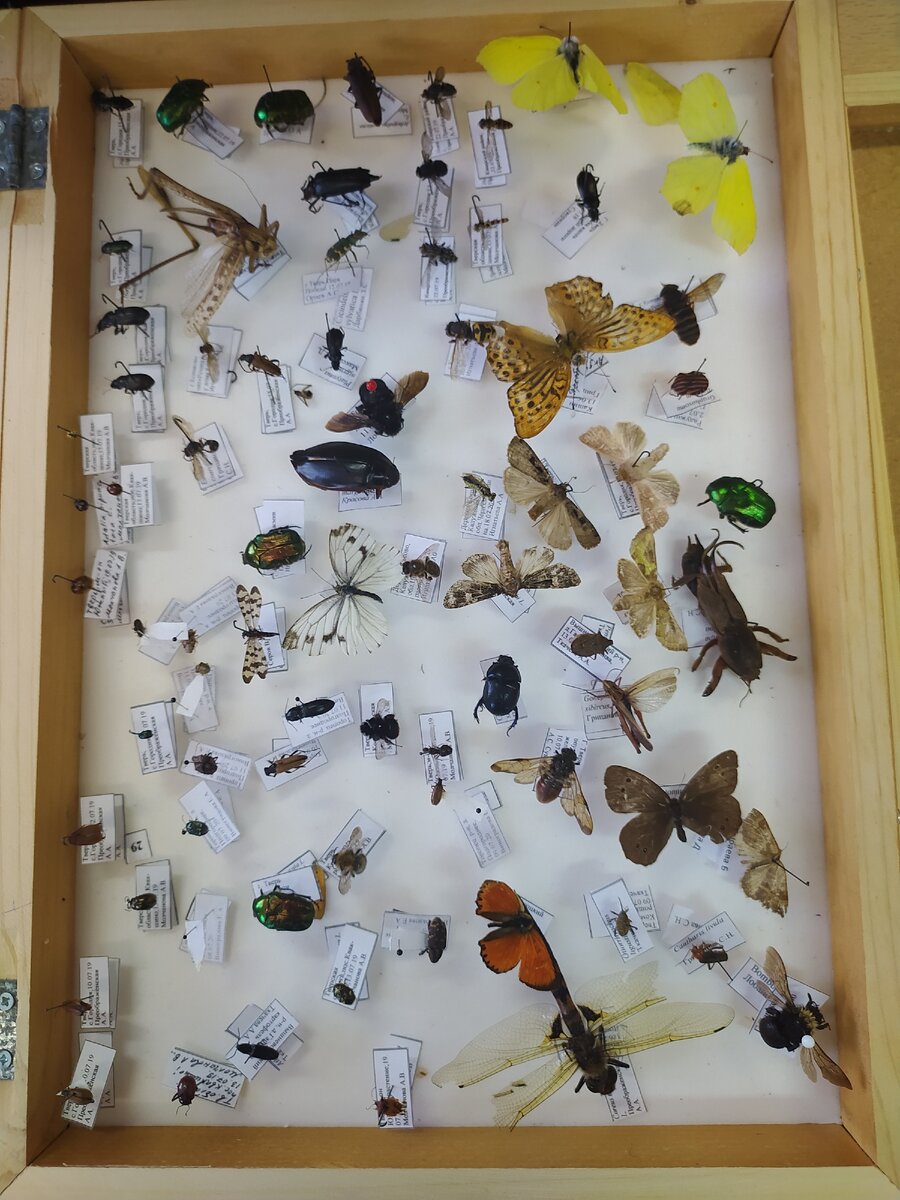 Коллекция насекомых 