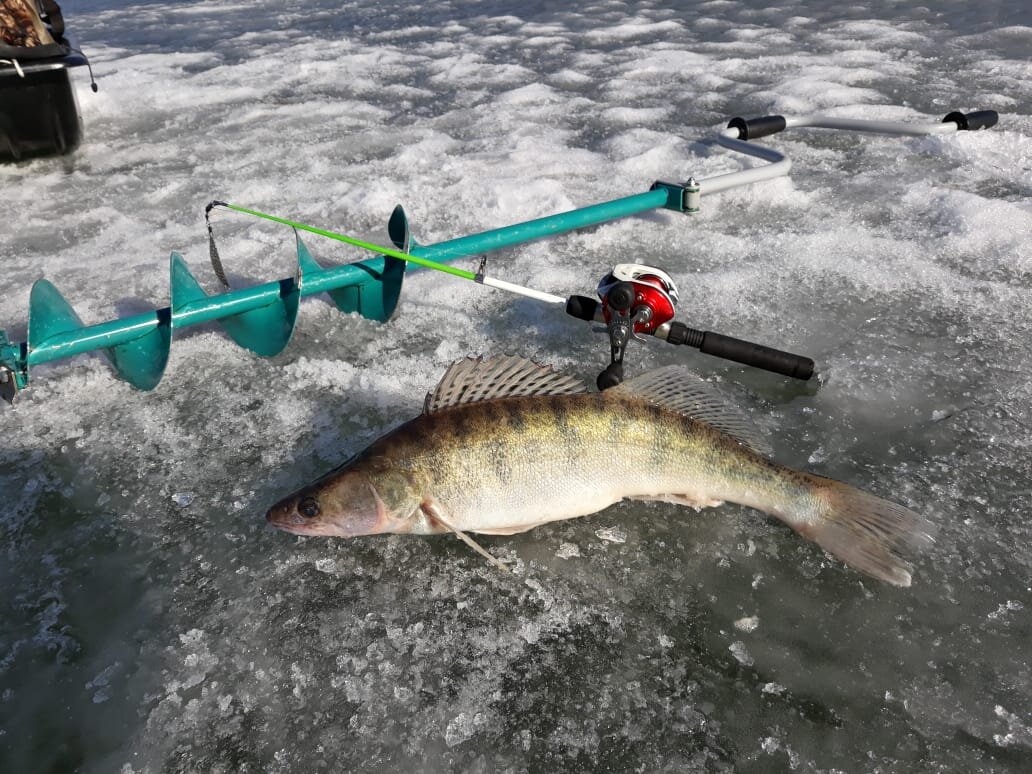 Судак прошлого года. Фото из личного архива.