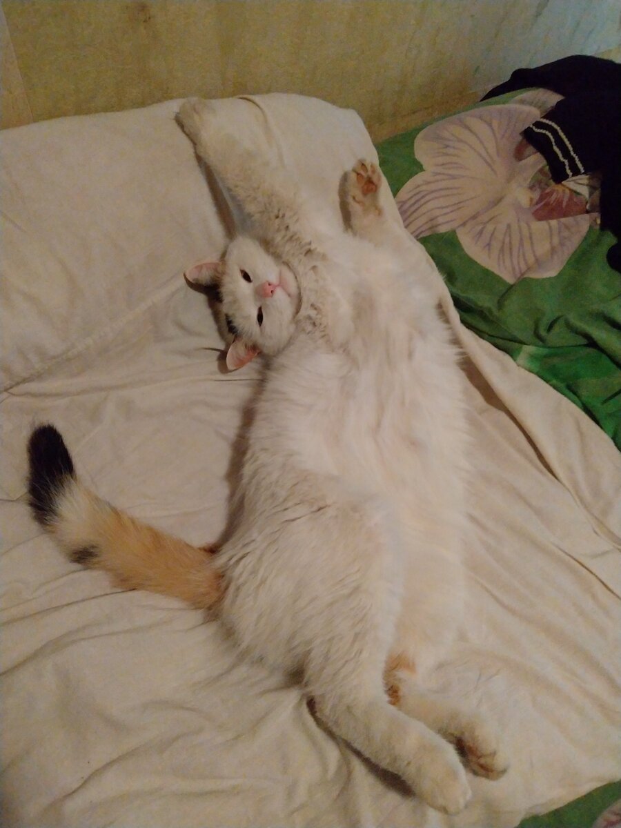 Хозяйка, какие куры? У тебя есть котики!))