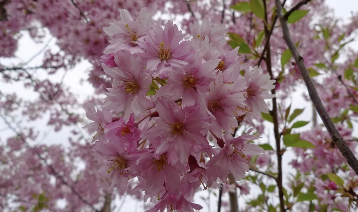 Цветение сакуры, Япония.