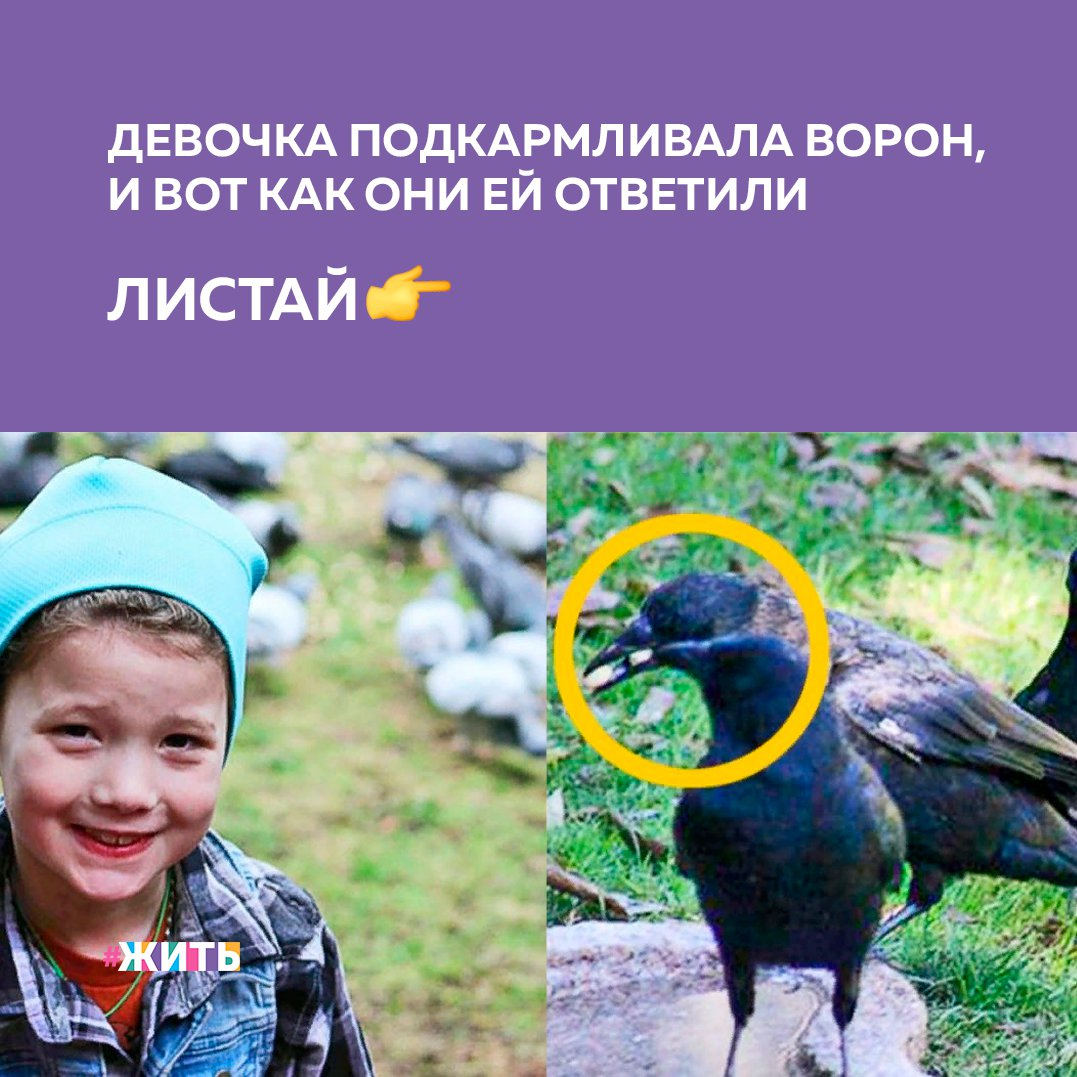 Ежегодно 1 апреля отмечается Международный день птиц. Его цель — сохранение видового разнообразия и численности птиц. Сегодня мы расскажем одну из историй, связанную с этим удивительными созданиями🐥 
Взаимная симпатия между людьми и птицами - явление довольно редкое. Но 8-летней героине этого рассказа, похоже, повезло☺

Началась эта история совершенно случайно. Как-то раз, выходя из машины, девочка уронила упаковку наггетсов. Вороны тут же растащили лакомства и после этого случая продолжили кружиться неподалеку в надежде получить еще. Малышка стала часто подкармливать ворон обедом, который ей заворачивали с собой в школу. Мама, заметив, что большая часть еды девочки уходит птицам, решила кормить ворон постоянно у себя во дворе😌

Теперь каждое утро они заполняют во дворе поилку для птиц свежей водой и насыпают им неочищенного арахиса в специально сделанный лоток.

После вороньего пиршества в лотке начинают появляться блестящие безделушки - серьги, петли, стекляшки, шарики... Однажды вороны принесли кусочек металла с надписью "Лучший"😻

Каждый такой подарок девочка аккуратно складывает и бережет.

А Вы получали когда-либо подарки от животных или птиц?

#жить #проектжить