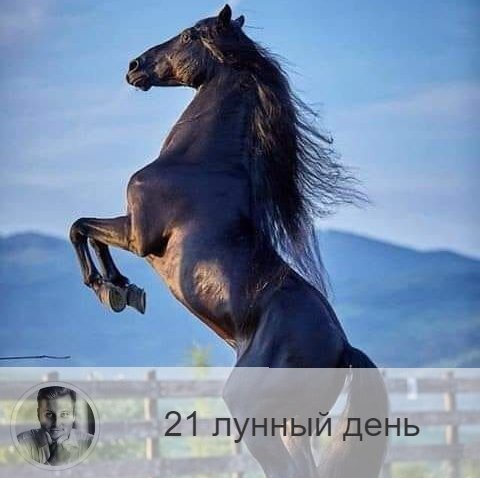 Подписывайтесь на наш канал, друзья!
21-ый лунный день с 02:09 3-ого по 03:19 4-ого. 🐎 Символ – конь, колесница.
🌞 Это день реформ, перестройки, храбрости, движения вперёд, упорства в достижении цели, спорта и соревнований.
Можно давать обещания. Хорошо отправляться в дорогу, переезжать, переходить на новое место работы. Надо быть справедливым и активным, полезна работа в группе, ванна, душ, обливание, обтирания, закаливание. Хороши физически упражнения и работа на свежем воздухе.
💊 Обратите внимание на печень и кроветворную систему. Рекомендуется проводить процедуры по очищению крови. Противопоказан алкоголь и жирная пища.
🎂 Люди, рождённые в этот день, либо гордецы, либо справедливые рыцари и борцы за правду.
💍 Камни – циркон, авантюрин.
📿 Практика дня: очищение.
💤 Сны не несут важного смысла.

—————
🗝 Заказать онлайн консультацию 👉 numeromagic.ru/uslugi