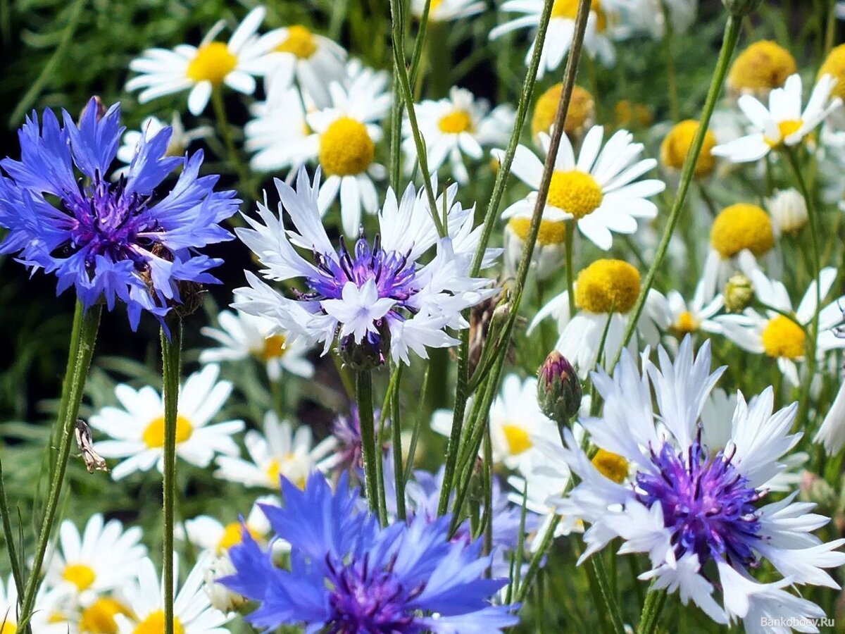 Васильки и ромашки. Белый и синий отлично сочетаются. 