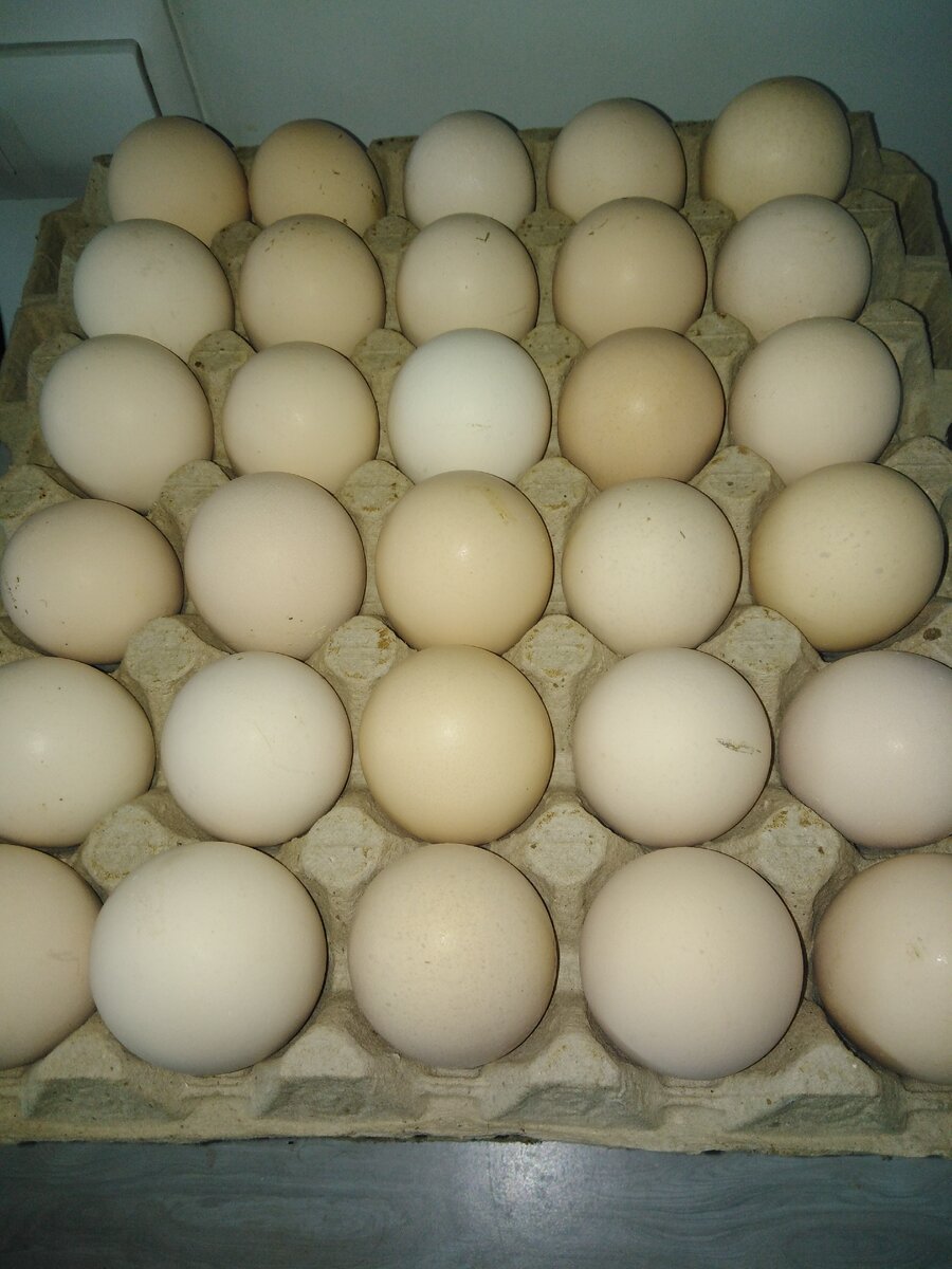 Наши будущие цыплятки. Относительно чистой яйцо Кобб 700