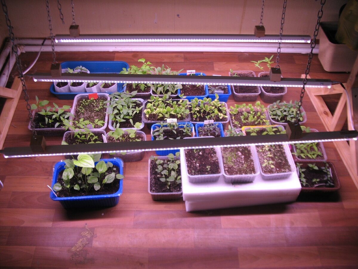 Фото автора.