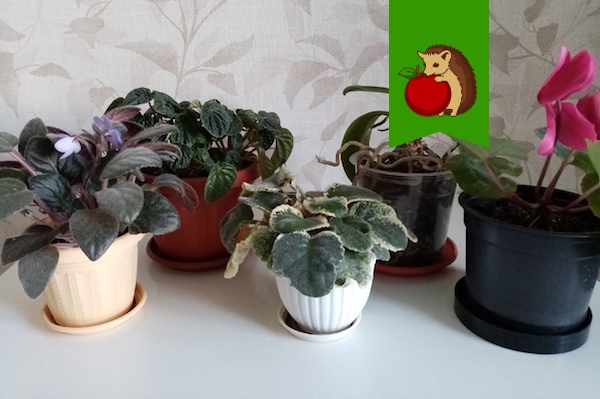 А важен ли цвет цветочного горшка? Еще как! Горшки каких цветов лучше брать, а каких не стоит?0