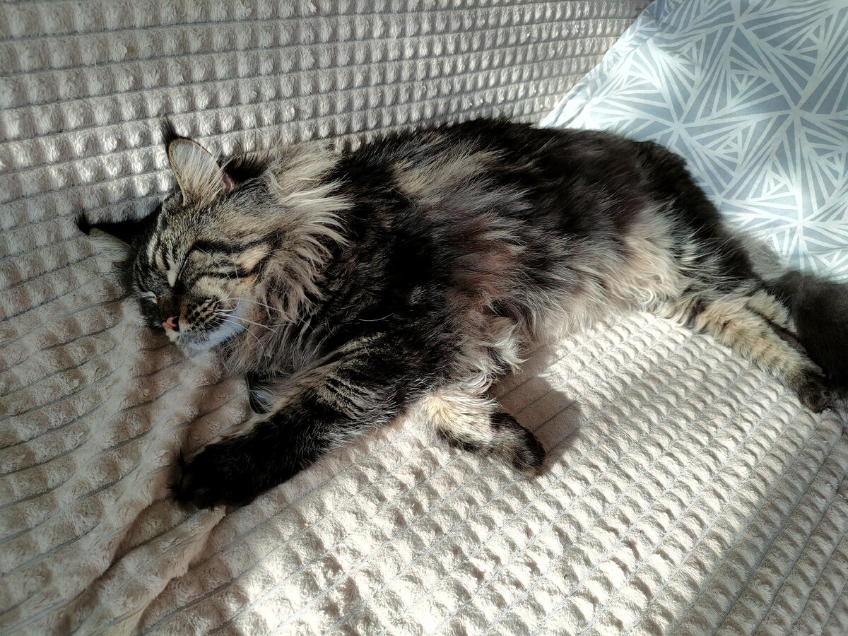 Я смотрю телевизор- кот спит