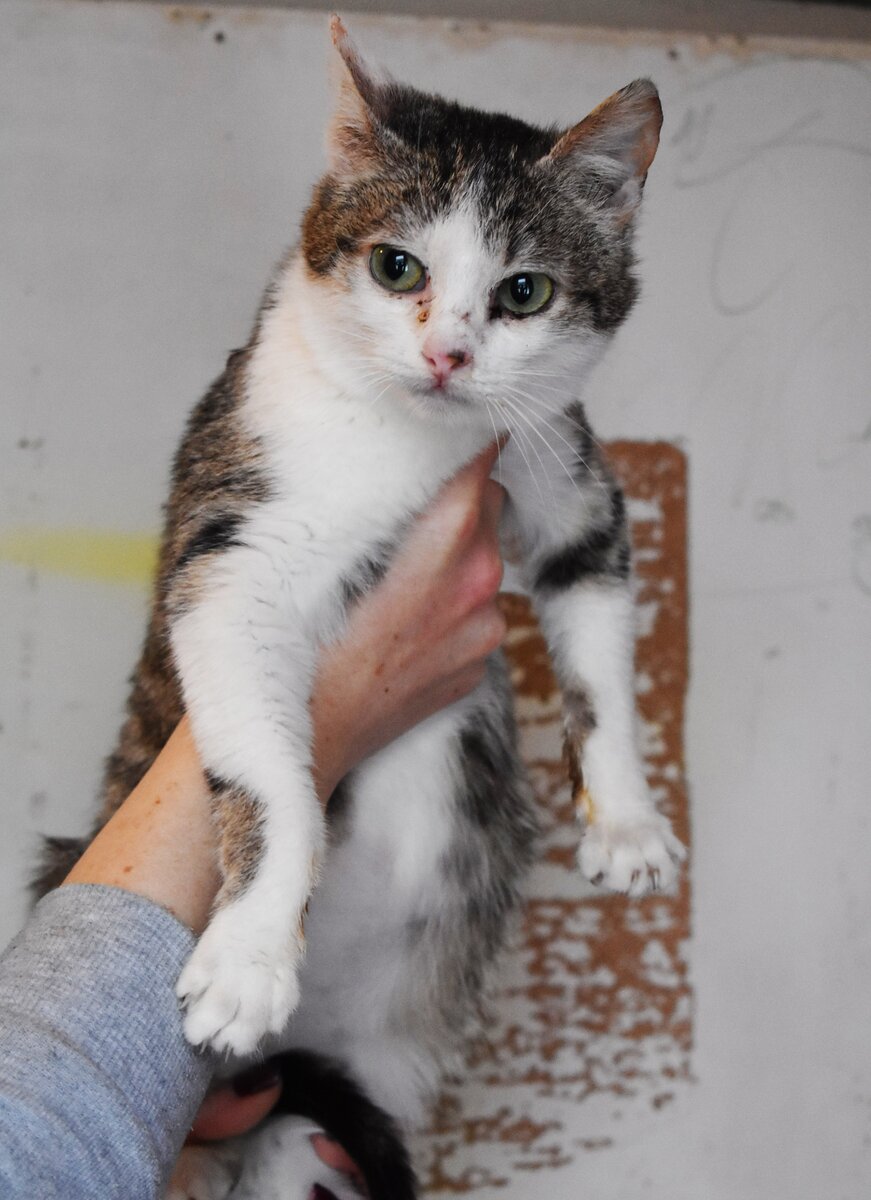 Тощая, облезлая, некрасивая - ну кому такая нужна? Но Гайка не теряла ...