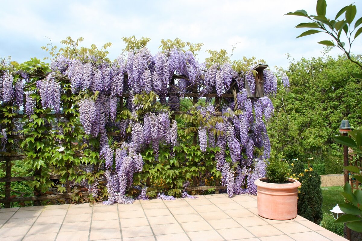 Глициния (55 фото) | Выращивание - Посадка - Уход !!! | Wisteria, Purple flowers, Wisteria tree