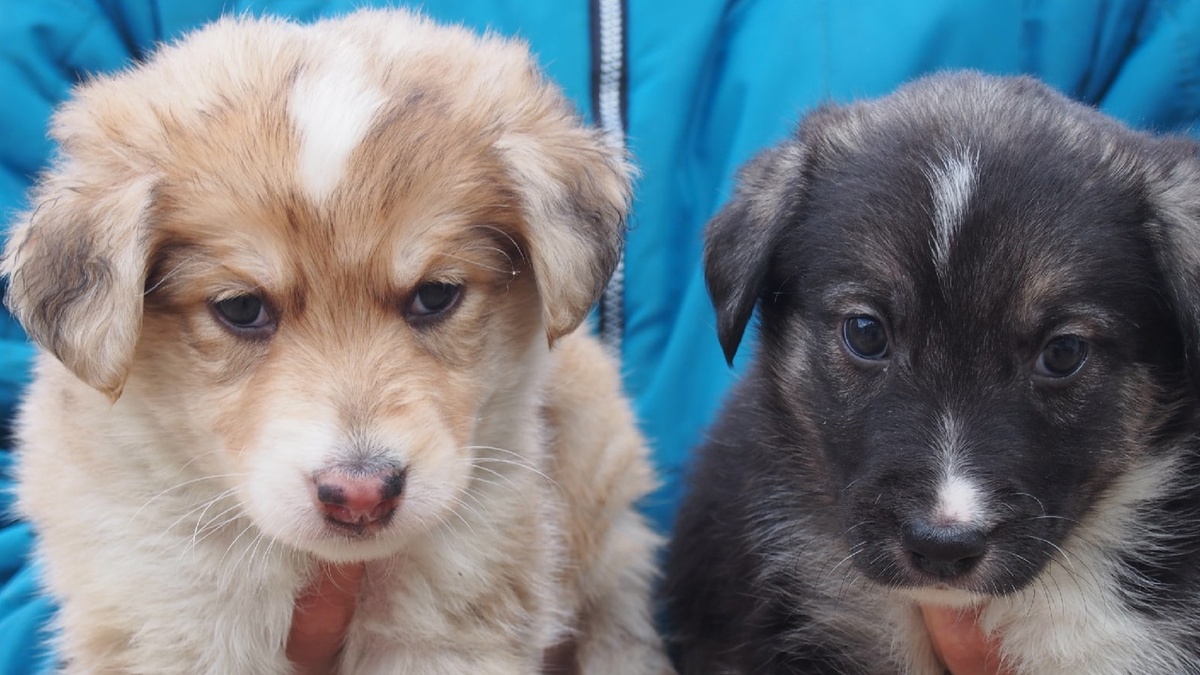 Две маленькие девочки, которые были подброшены в приют первыми. Очень красивые малышки.