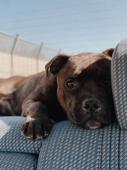 Подписывайтесь, иначе эта мила мордашка сделает КУСЬ:)