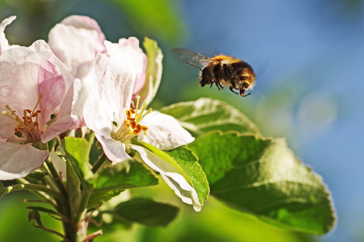 В ней содержится больше питательных веществ, необходимых будущему потомству.