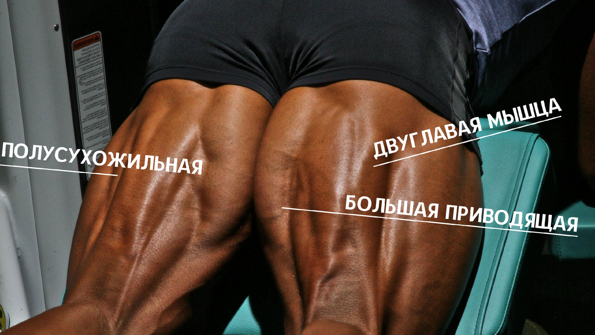 Анатомия бицепса бедра, выполняет сгибание ноги