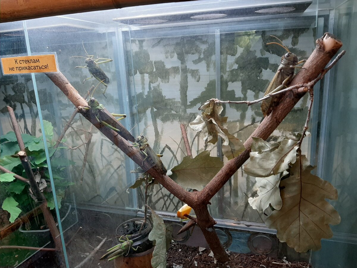 Саранча. Наверное.