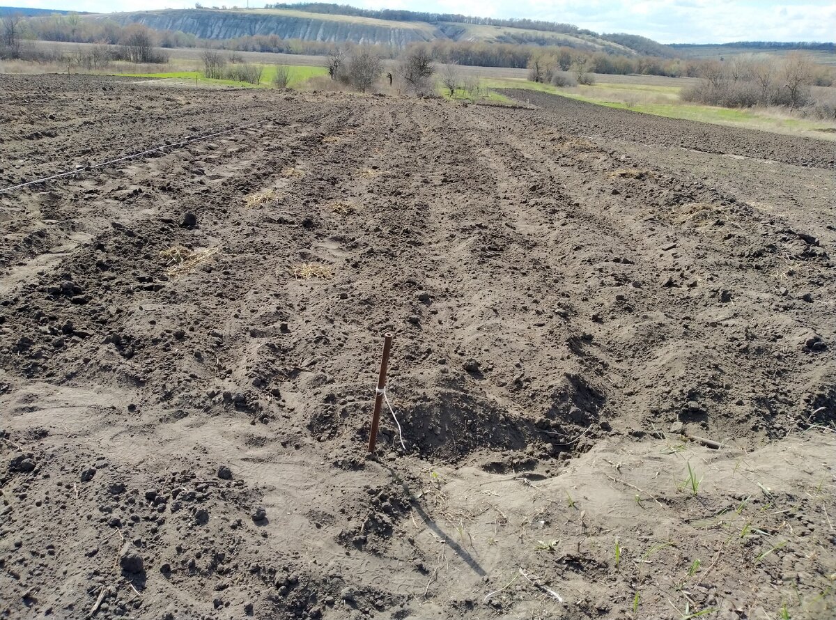 Вот сегодняшняя моя работа. на каждом междурядье аккуратные кучки корней. 