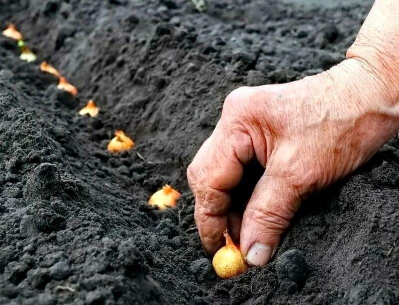 Лук - севок и как его правильно сажать