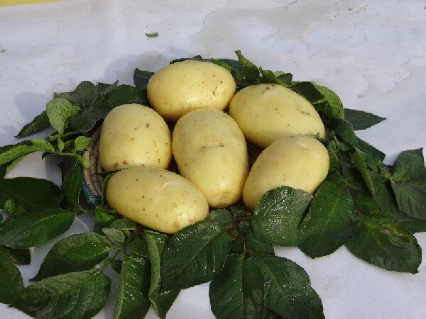 Сорт Гермоза. Селекция HZPC.