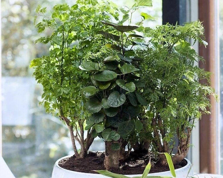 Полисциас туполистный