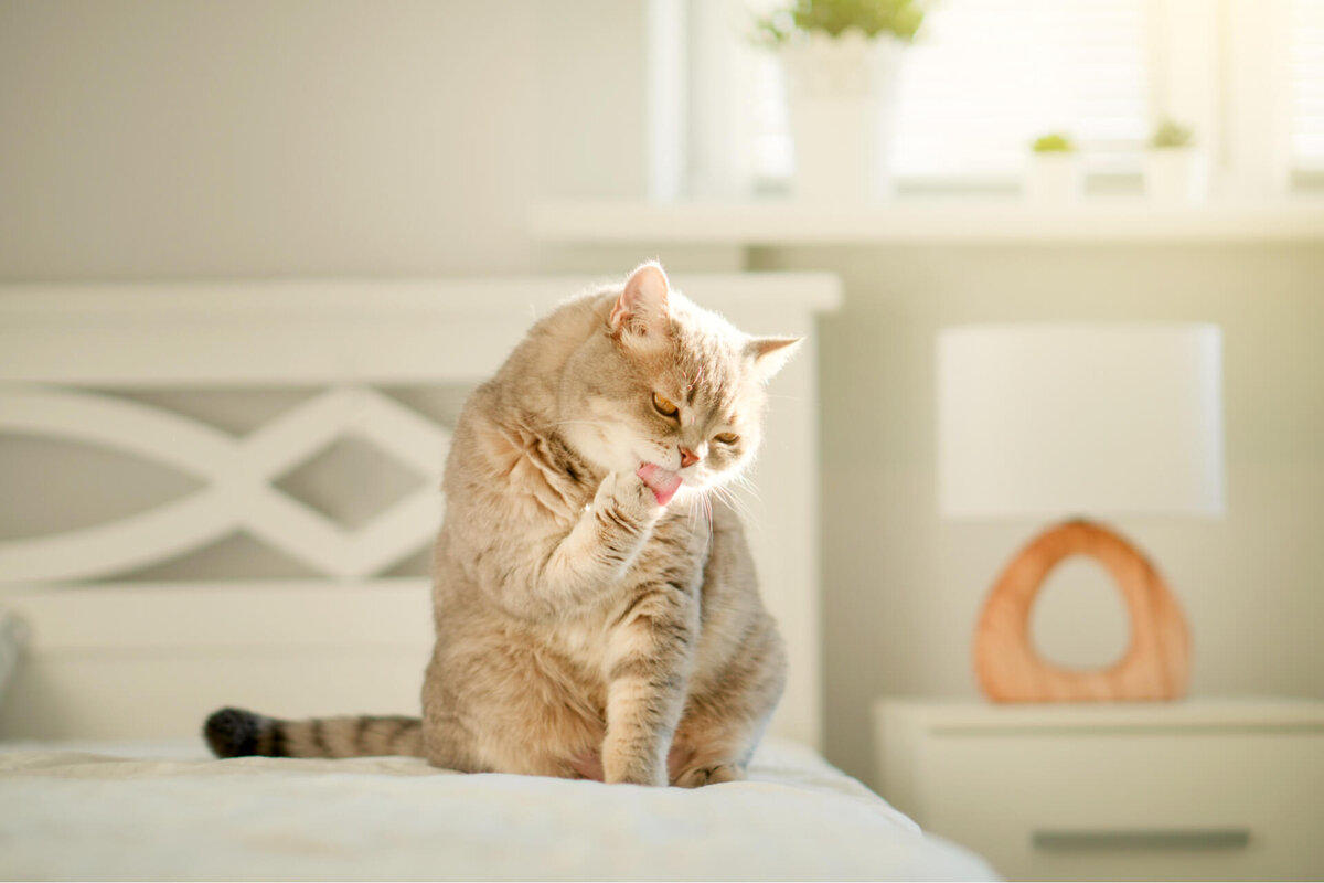 Кошка вылизывает шерсть